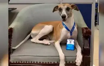 ¡Es un perro! Cope es defendido por comparación con Dayana Jaimes