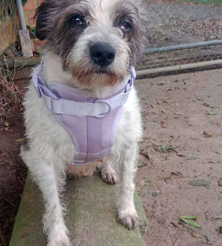 Perrita que salía de quimioterapia fue robada en el centro de Medellín