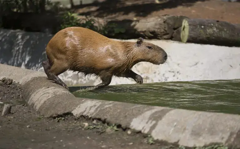 El chigüiro: el hipopótamos compacta el suelo, destruye la vegetación y reduce las áreas para alimentarse y reproducirse. Foto: Manuel Saldarriaga Quintero