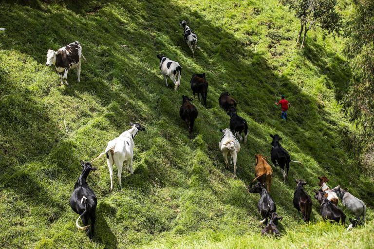 Los pequeños productores de Caucasia solicitaron apoyo de las autoridades para retirar los restos del ganado y recibir asistencia ante las pérdidas. Imagen de referencia. Foto: Carlos Alberto Velásquez - archivo El Colombiano.