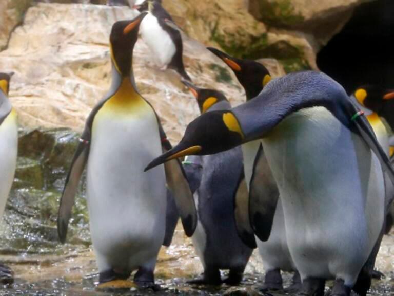 El pingüino Emperador es una de las especies más carismáticas de la fauna actual. Esto quiere decir que son apreciados por los seres humanos. Foto: getty. 