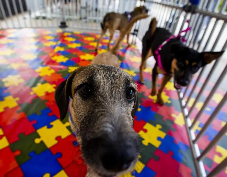 <span class="mln_uppercase_mln">Colombia</span><b><span class="mln_uppercase_mln"> incorporará la protección animal a la política nacional de educación. Foto: Julio César Herrera Echeverri.</span></b> <span class="mln_uppercase_mln">Colombia</span><b><span class="mln_uppercase_mln"> incorporará la protección animal a la política nacional de educación. Foto: Julio César Herrera Echeverri.</span></b>