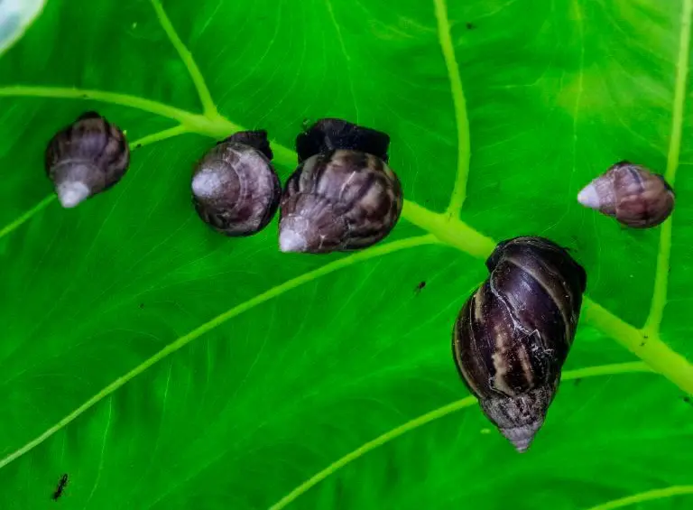 El caracol africano se reproduce con facilidad, lo cual implica una capacidad amplia para copar áreas grandes con rapidez. FOTO: JULIO CÉSAR HERRERA