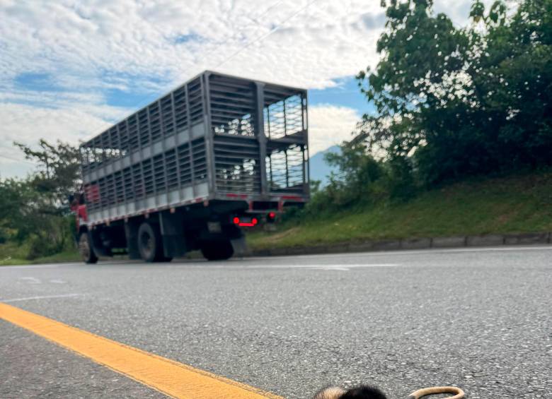En apenas un mes de operación, el nuevo tramo de la vía al mar entre Vegachí y Remedios se llenó de animales muertos