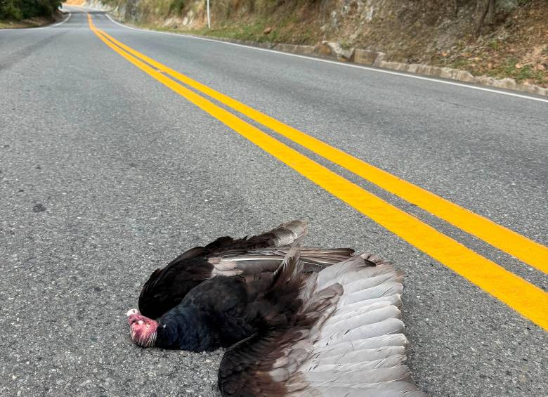 En apenas un mes de operación, el nuevo tramo de la vía al mar entre Vegachí y Remedios se llenó de animales muertos