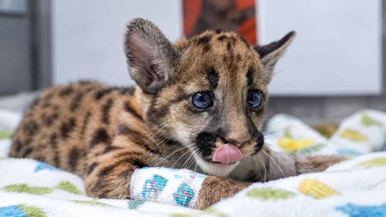 El puma cachorro tiene 4 meses y se recupera en el Parque de la Conservación de Medellín. Foto: cortesía Corantioquia y ampliada con IA.