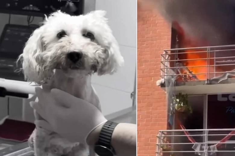 Una perrita murió tras saltar desde el quinto piso de un apartamento en Neiva, Huila. FOTOS: Capturas de video de X @PlataformaALTO 