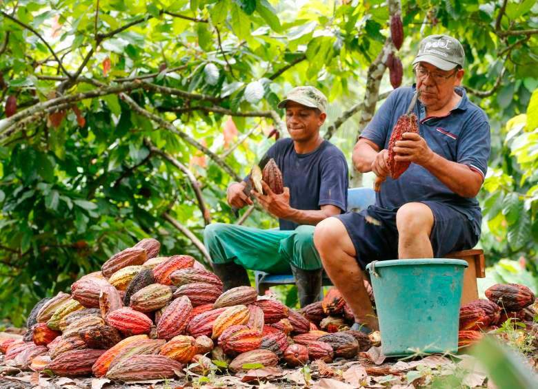 Colombia tiene el 1,5% del mercado mundial de cacao. FOTO: Esneyder Gutierrez