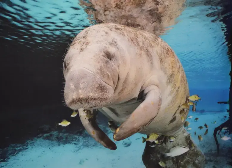 El manatí antillano, afectado porque los hipopótamos destruyen la vegetación. Foto: Freepick