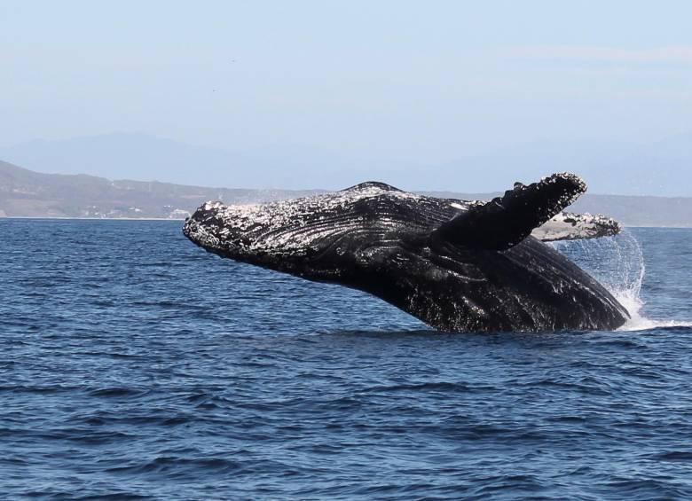 Las ballenas jorobadas emiten sonidos suaves y calmados, similares a ronroneos, para comunicarse entre sí.<b> </b>FOTO Colprensa
