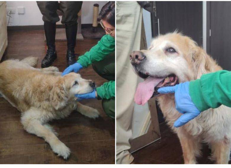 <span class="mln_uppercase_mln">Los</span><b><span class="mln_uppercase_mln"> exámenes médicos a la Golden retriever rescatada fueron practicados por el Instituto Distrital de Protección y Bienestar Animal (IDPYBA). FOTO: ALCALDÍA DE BOGOTÁ</span></b> <span class="mln_uppercase_mln">Los</span><b><span class="mln_uppercase_mln"> exámenes médicos a la Golden retriever rescatada fueron practicados por el Instituto Distrital de Protección y Bienestar Animal (IDPYBA). FOTO: ALCALDÍA DE BOGOTÁ</span></b>
