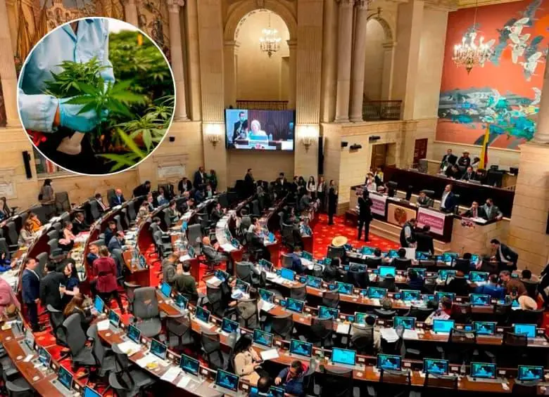 La iniciativa se hundió en junio de 2023 en el último de sus ocho debates. Se busca hacer una excepción a un artículo de la Constitución para crear un mercado legal de esta sustancia, al que solo podrán acceder mayores de edad. FOTO: EL COLOMBIANO