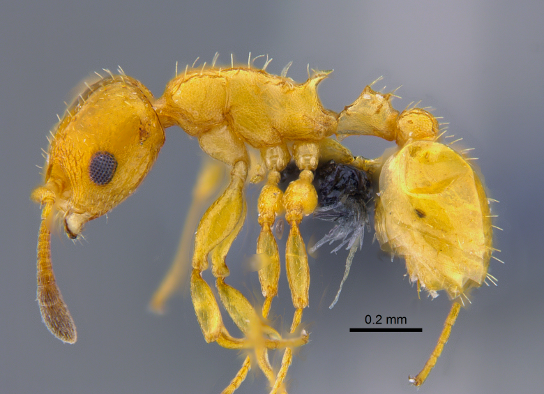 Nesomyrmex konina.