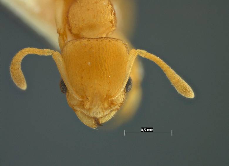 Descubren tres nuevas especies de hormigas en el bosque seco tropical colombiano