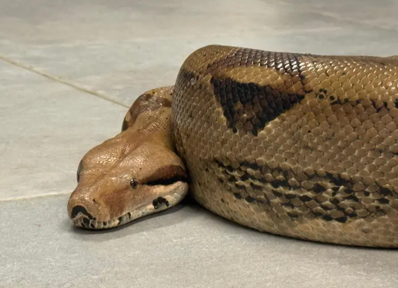 En su huida, el animal se escondió en un carro buscando calor. De allí fue rescatada sana y salva. FOTO: CORTESÍA