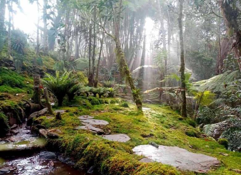 Este es el bosque aledaño al santuario de orquídeas donde Daniel está sembrando árboles nativos. También hace parte del recorrido. FOTO: ALMA DEL BOSQUE