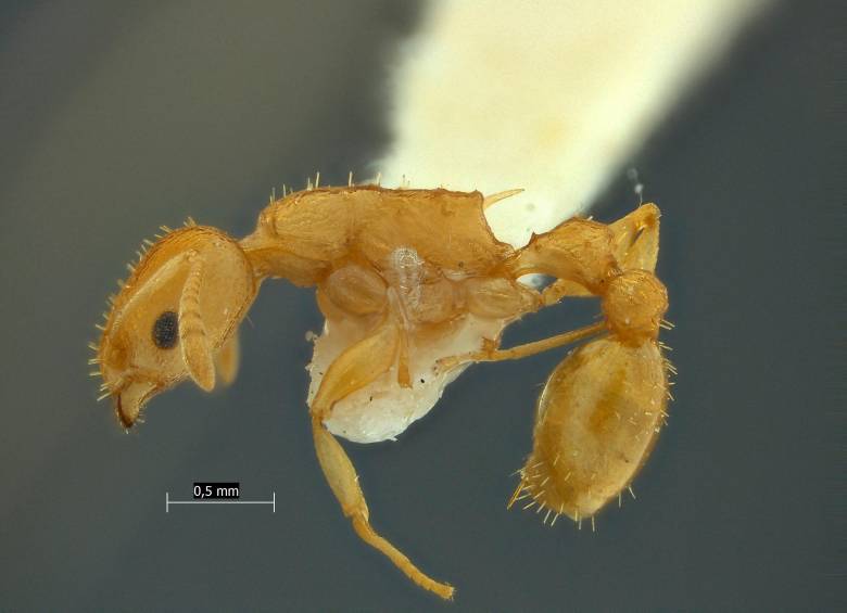 Nesomyrmex iku. 