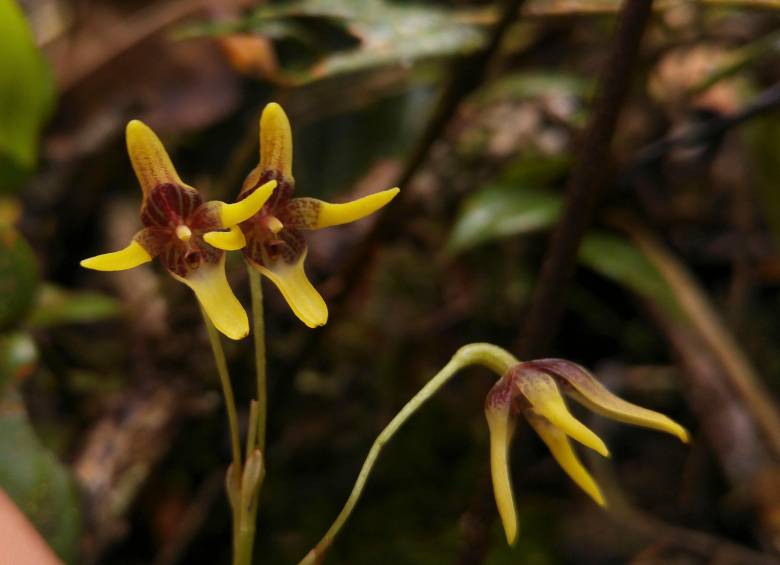 La Pleurothallis maitamae, orquídea inédita descubierta en el páramo de Sonsón, crece entre los 2.600 y 3.300 metros de altitud. FOTO cortesía Cornare