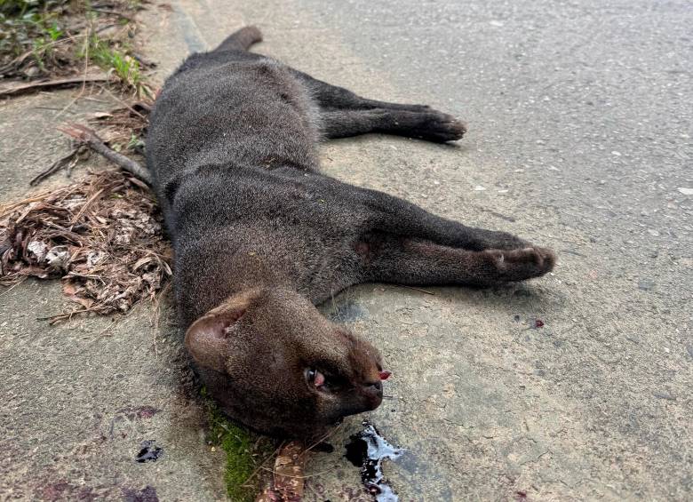 Este yaguarundí, una especie solitaria y aún misteriosa para la ciencia, fue atropellado y su cuerpo quedó desangrado a un costado de la nueva autopista al mar. FOTO: CORANTIOQUIA