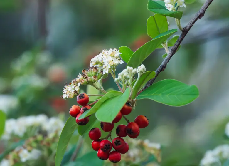 el árbol de Piracanta del que se estaría alimentando la esquiva ave. FOTO: Cortesía Juan David López Fernández: 