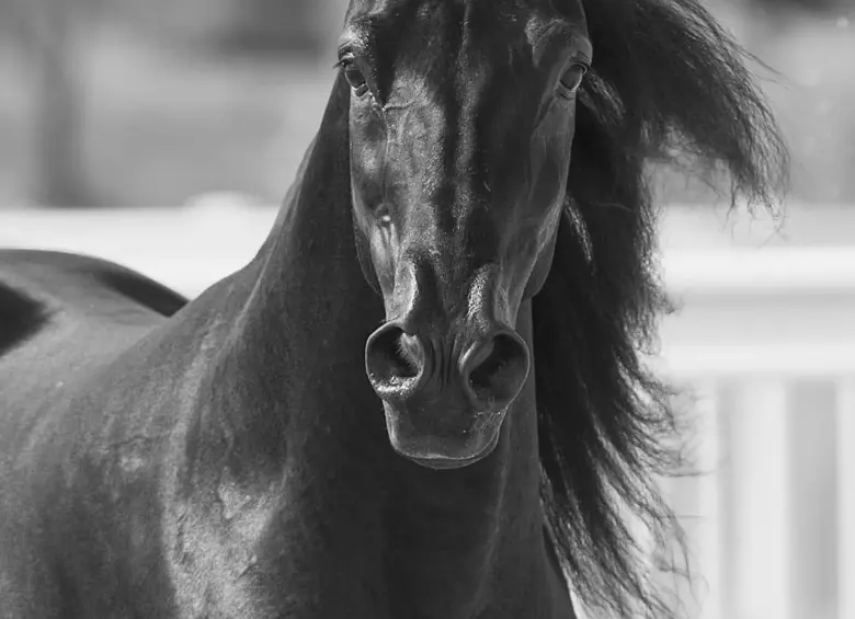 Él es Dulce Sueño de Lusitania, un caballo de paso fino considerado el más caro en la historia de Colombia. FOTO: Fedequinas