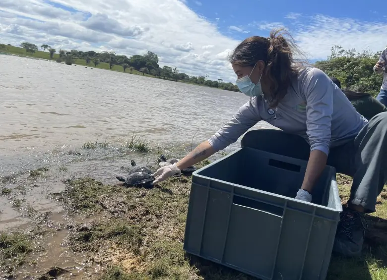 Las autoridades ambientales afirmaron que las tortugas presentaban signos de desnutrición por dietas inadecuadas y deformaciones en el caparazón por falta de luz solar y minerales. FOTO: Cortesía Área Metropolitana