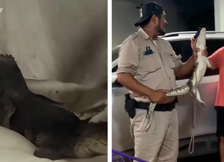 El animal salvaje fue retirado de la vivienda y devuelto a su hábitat natural. FOTO CAPTURA DE VIDEO