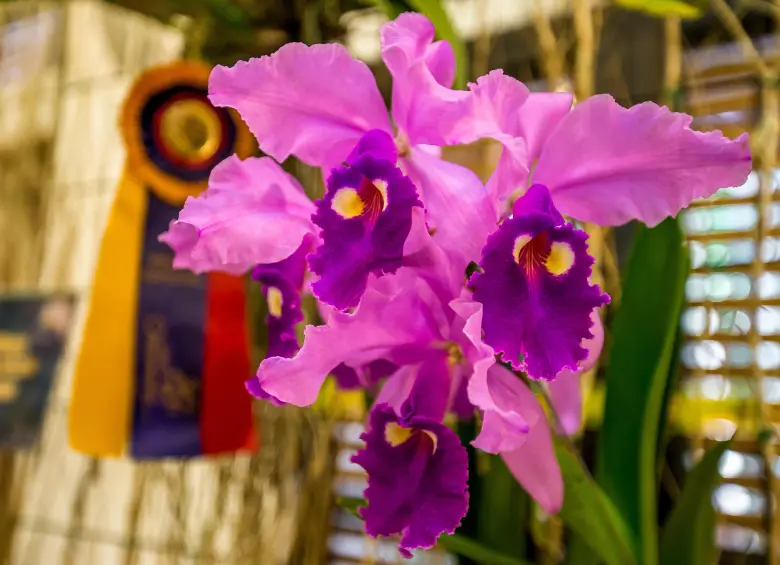 Este es la Cattleya warscewiczii, una de las especies más bellas y queridas en Antioquia y el país. FOTO: JUAN ANTONIO SÁNCHEZ