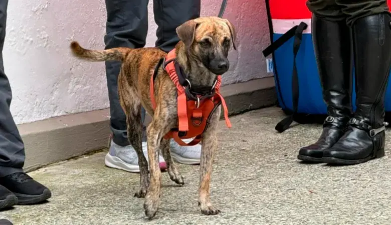 Bizcocho pasará su nueva vida al lado de Teddy, un perro que le ayudará a hacer su vida más amigable en el comando de policía. FOTO: TOMADO DE TELEANTIOQUIA