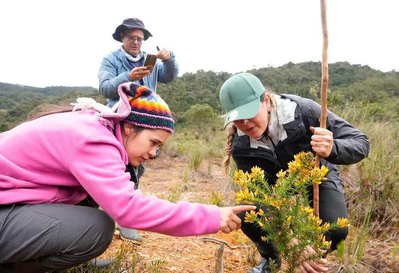 Esta especie introducida en los 50 en el país es una de las grandes amenazas a los ecosistemas de Colombia. FOTO: CORTESÍA CORANTIOQUIA