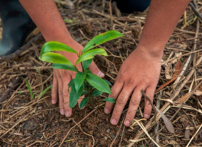 Ministerio de Ambiente radicó la reglamentación de la ley que obliga a las empresas a sembrar árboles. FOTO EL COLOMBIANO. 
