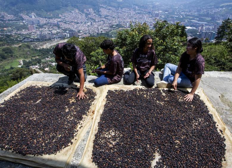 Adelante, los jóvenes aprendiendo sobre las bondades del café. Atrás, panorámica del municipio de Bello. Foto: Julio César Herrera Echeverri.