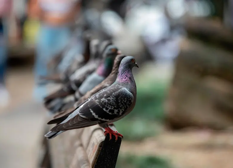 Desde 2018 la Universidad de Antioquia armó una estrategia para controlar el aumento de la población de palomas, hasta ahora, con buenos resultados. FOTO: EL COLOMBIANO