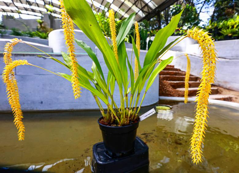 <i>Dendrochilum Magnum </i>con sus flores en perfecto orden en sus racimos. FOTO: MANUEL SALDARRIAGA» title=»<i>Dendrochilum Magnum </i>con sus flores en perfecto orden en sus racimos. FOTO: MANUEL SALDARRIAGA»> </p>
<p><span mlnid=