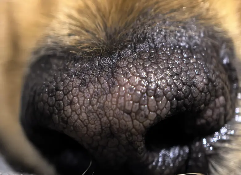 El teleobjetivo ultraluminoso de 48 MP tiene zoom óptico 4× y funciones macro para capturar detalles.