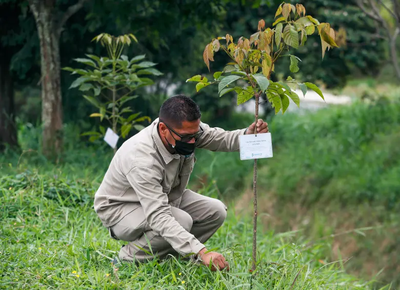 MinAmbiente reglamentó ley que pone a las empresas a sembrar árboles, ¿cuántos por cada empleado?