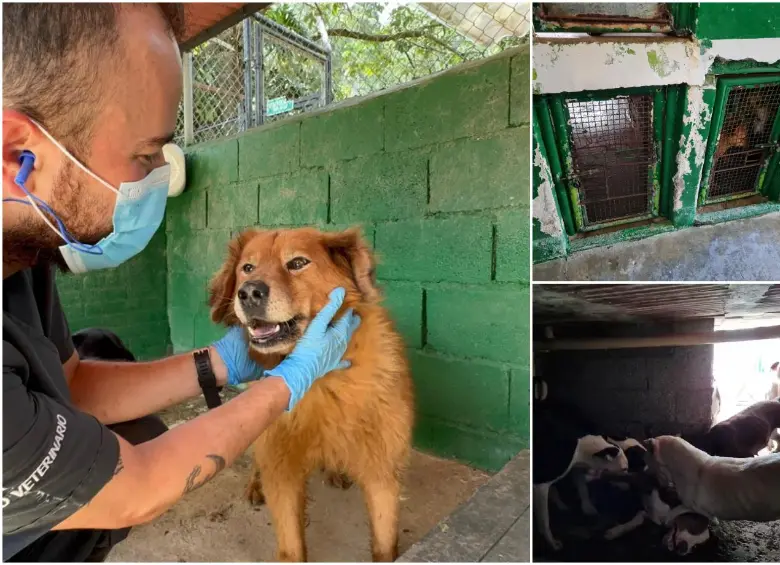 A la derecha algunas de las imágenes difundidas en redes sociales sobre una crisis en el Centro de Bienestar Animal La Perla. A la izquierda fotos difundidas por la Alcaldía de Medellín esta semana. FOTOS Cortesía