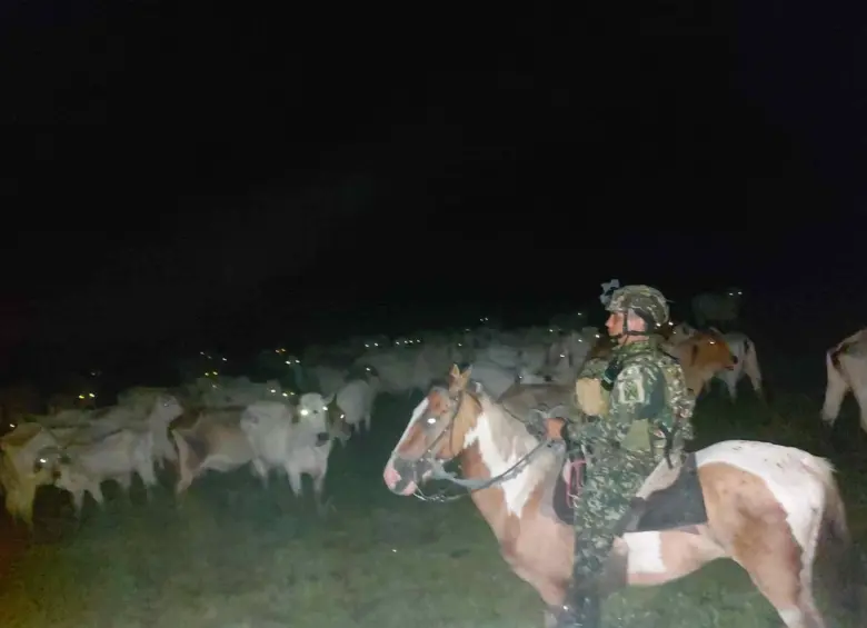 Ganado que fue robado a un empresario en Arauca. Foto: FF. MM