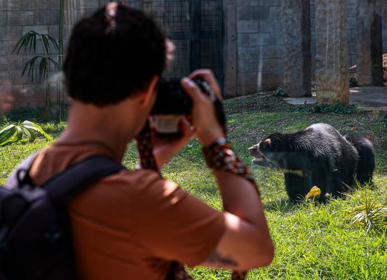 En Japón se han documentado 304 ataques de osos en un lapso de dos años. FOTO ILUSTRATIVA: MANUEL SALDARRIAGA.
