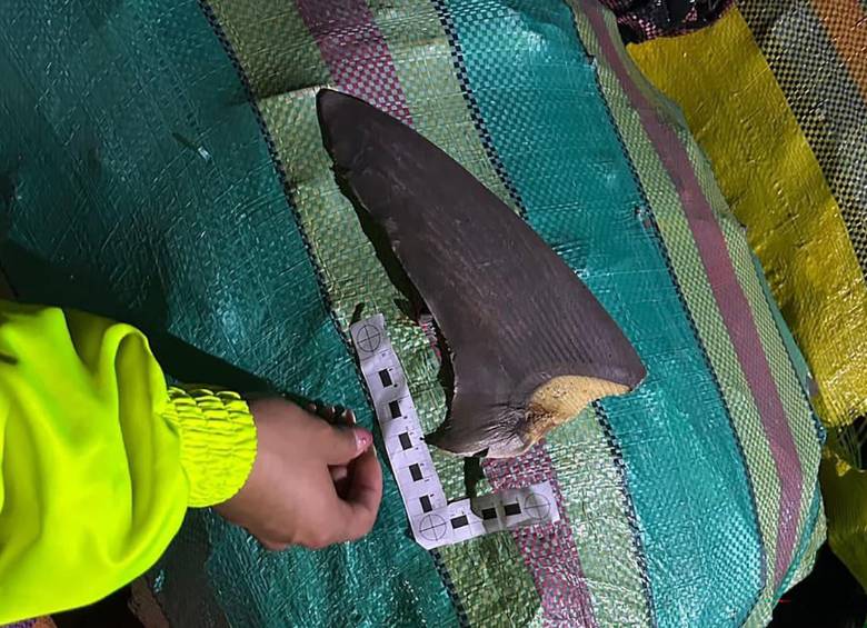 La incautación de aletas de tiburón en el Pacífico colombiano pone en evidencia los riesgos del tráfico ilegal de fauna silvestre y sus efectos sobre especies amenazadas. FOTO: AFP.