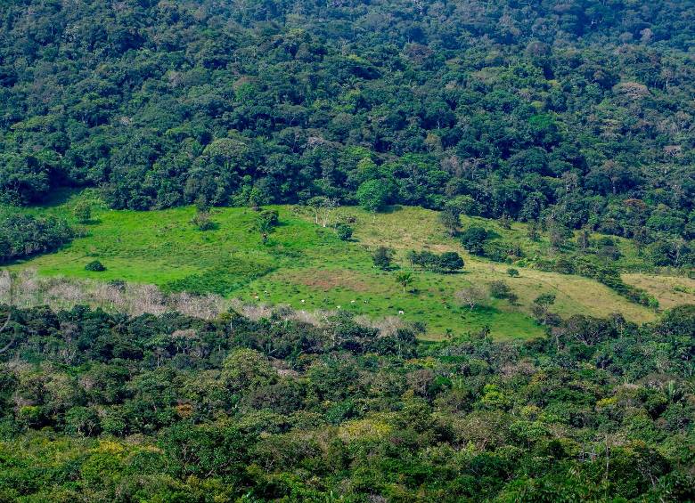 La pérdida de bosques no ocurre igual en todo el mundo: mientras la agricultura permanente impulsa la deforestación en América Latina, en África predominan los cultivos migratorios y en Rusia los incendios. FOTO: Juan Antonio Sánchez
