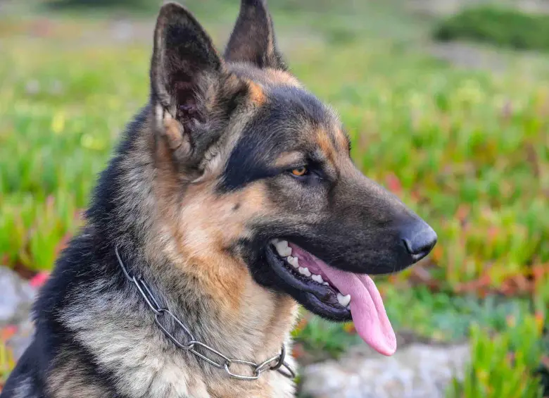 El reencuentro con su perra incluyó besos y lamidos, un gesto cotidiano de afecto que entonces no despertó ninguna alerta. FOTO: Freepik.