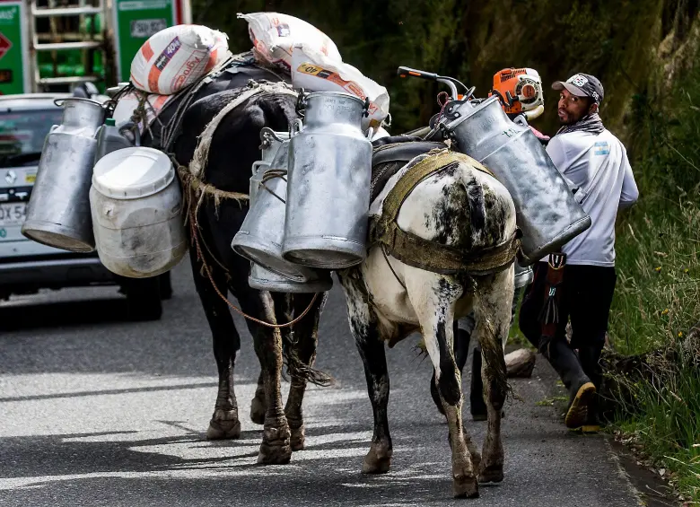Bloqueos en vías de Boyacá y Santander dificultan el transporte de leche hacia plantas de procesamiento.