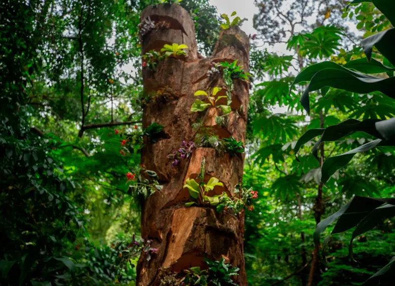 Así se hizo la adecuación del tronco del árbol intervenido en el sector de Provenza para continuar generando ecosistemas en la zona. FOTO: Camilo Suárez