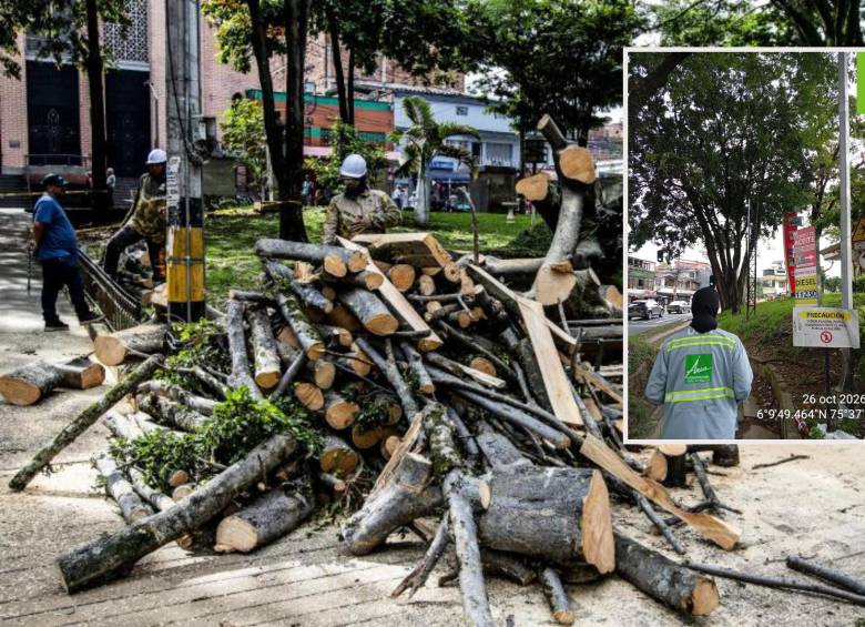 Adelante, funcionarios del AMVA durante la visita de inspección a la tala. Atrás, imagen de referencia de una tala de árboles en la ciudad. Foto: Julio César Herrera Echeverri