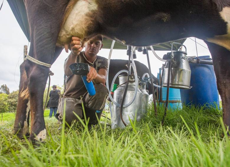 La producción de leche en Colombia alcanzó un récord histórico en 2025, impulsada por mejores condiciones climáticas y mayor consumo interno. FOTO EL COLOMBIANO