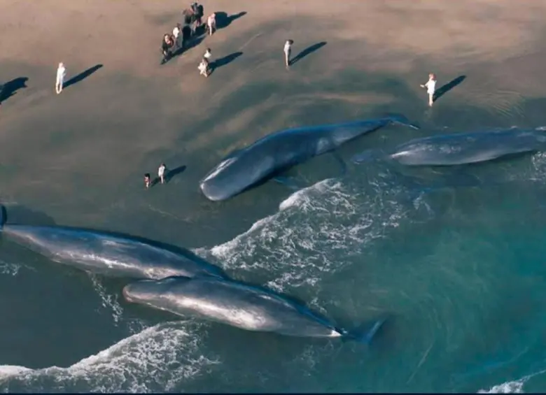 Las ballenas permanecieron varias horas tendidas en la playa sobre la poca agua que llegaba a la orilla. FOTO: Tomada de X @vnpoint
