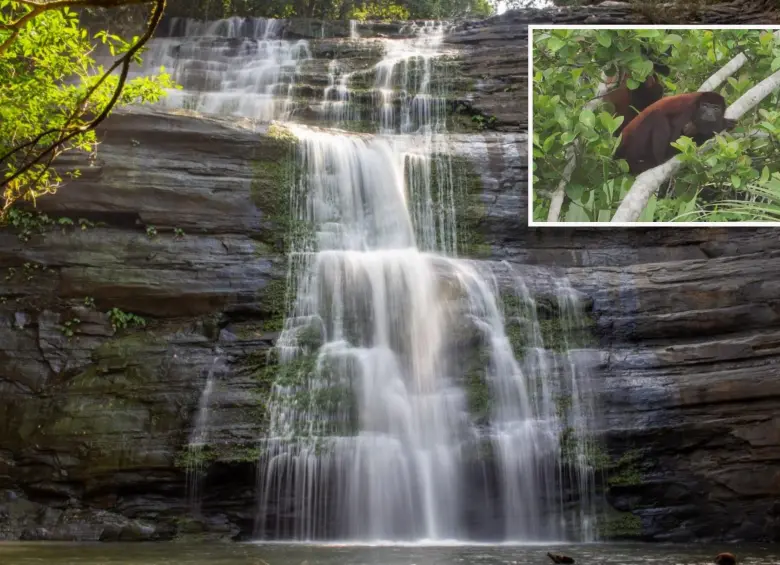 En las fotos, el famoso Salto El Tendal y una de las especies de primates que se peuden ver en Los Katíos. Fotos cortesía Parques Nacionales.