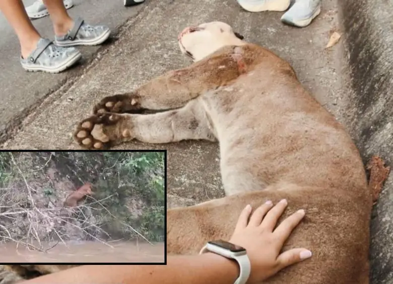 Adelante, un puma en zona rural de Puerto Nare. Atrás otro de estos felinos que al parecer murió atropellado.FOTO: Cortesía e imagen tomada de redes