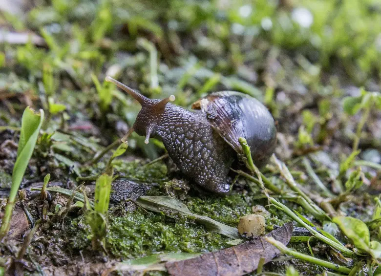 El caracol africano es considerada una especie invasora y peligrosa para la salud humana. FOTO: El Colombiano
